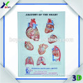 Anatomy Map of The Heart 3D PVC Medical Poster